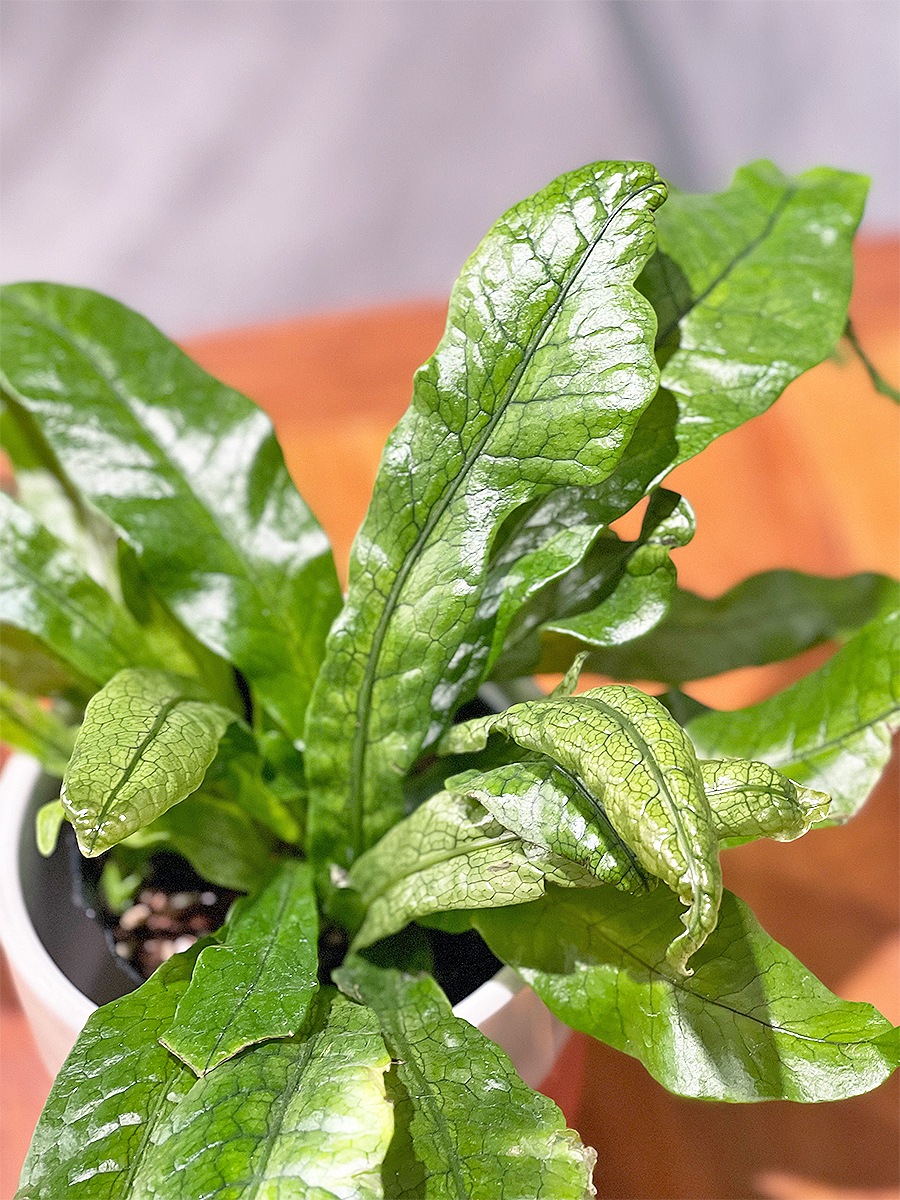 クロコダイルファーン 鉢セット | 観葉植物 | 観葉植物通販