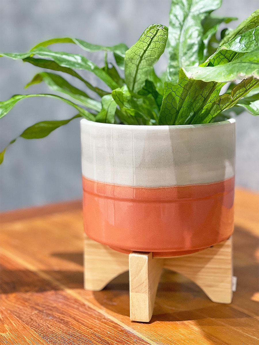 クロコダイルファーン 鉢セット | 観葉植物 | 観葉植物通販