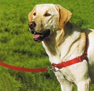 イージーウォークハーネス【赤】