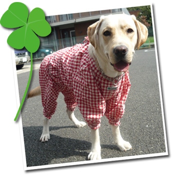 盲導犬専用コート(ユーザー専用)