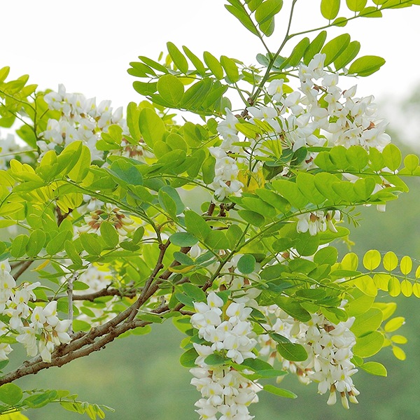特選プレミア アカシアはちみつ4合瓶1本ギフト（1kg）ギフト箱入り