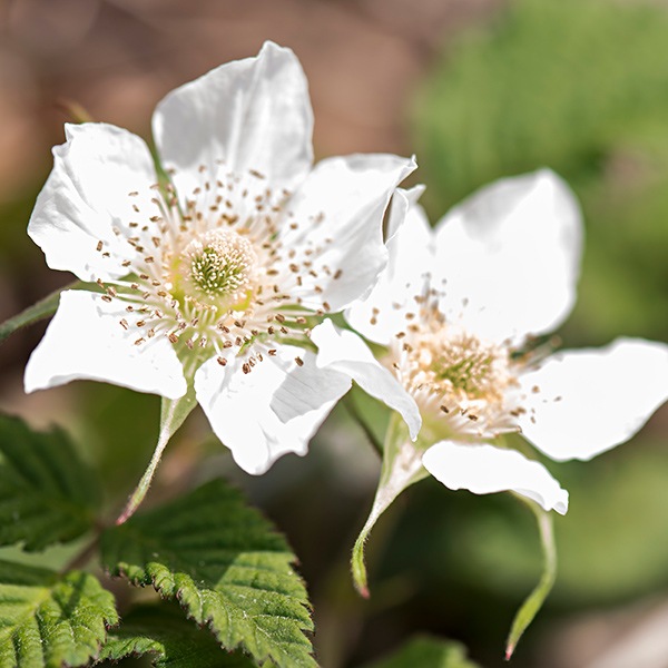 【2025年新蜜】青森産野いちごはちみつ（ポリ容器500g）（逆止弁キャップタイプ）