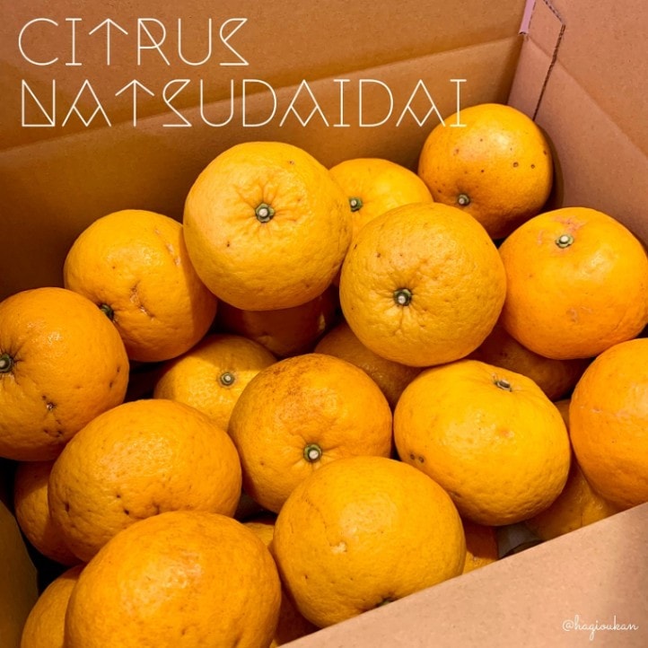 【定番の甘夏／木成り完熟！フレッシュ】萩産 甘夏　8㎏以上