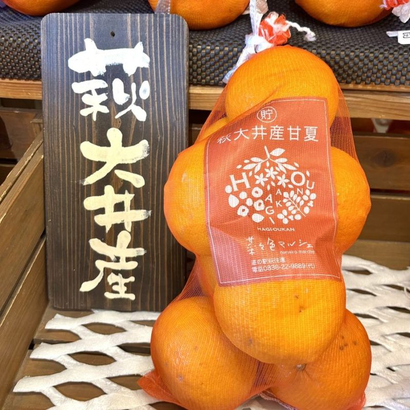 【やまぐちブランド「萩・大井の甘夏」／毎年人気№１】萩・大井産 貯蔵甘夏　3㎏ネット入（冷蔵）※他商品との同梱可