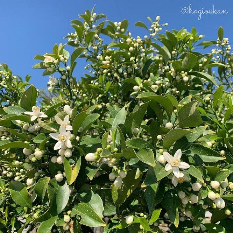 【メール便専用】萩かおり風景の湯　萩城下町夏みかんの花　