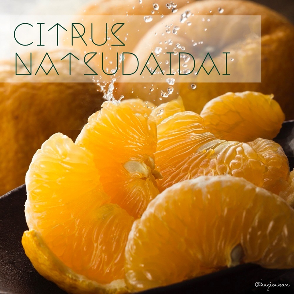 野菜ソムリエプロselect／萩の甘夏・夏みかん食べ比べセット　8㎏以上（冷蔵）