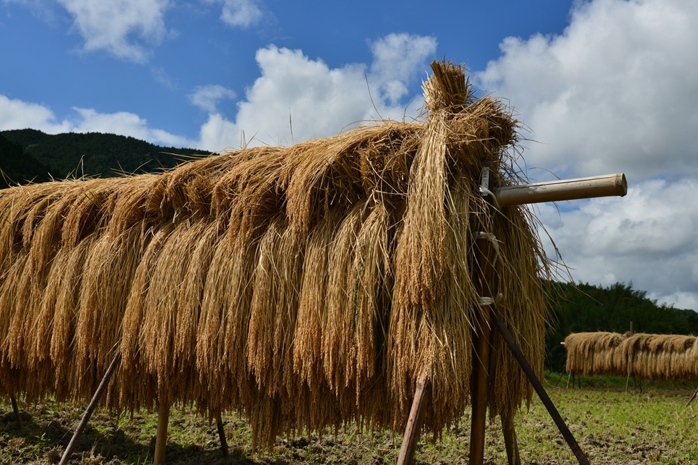 新米入荷！令和7年産】道の駅萩往還限定・契約栽培米「紫雲山