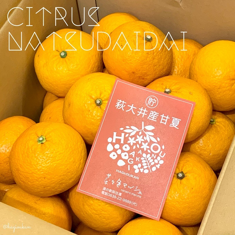 【やまぐちブランド「萩・大井の甘夏」／毎年人気№１】萩・大井産 貯蔵甘夏　8㎏以上（冷蔵）　