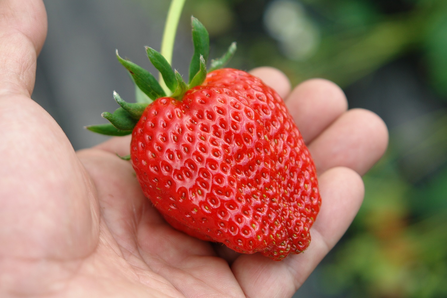 【道の駅萩往還限定】鬼ほっぺ® 特選［15粒入］（冷蔵）　