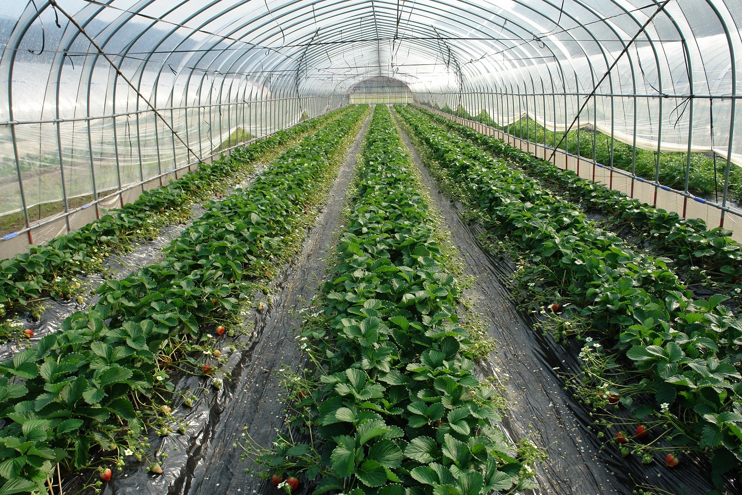 【道の駅萩往還限定】鬼ほっぺ® 特選［15粒入］（冷蔵）　