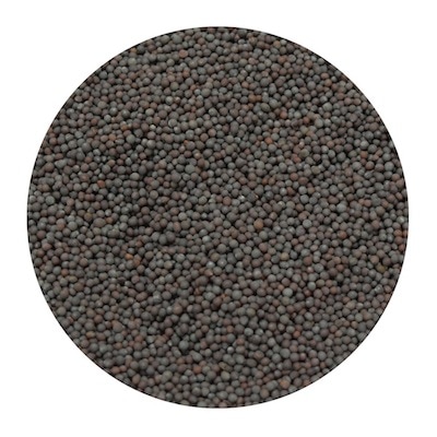 【HAJJIBABA】BROWN MUSTARD SEED/ブラウンマスターシード 500g、100g、20g
