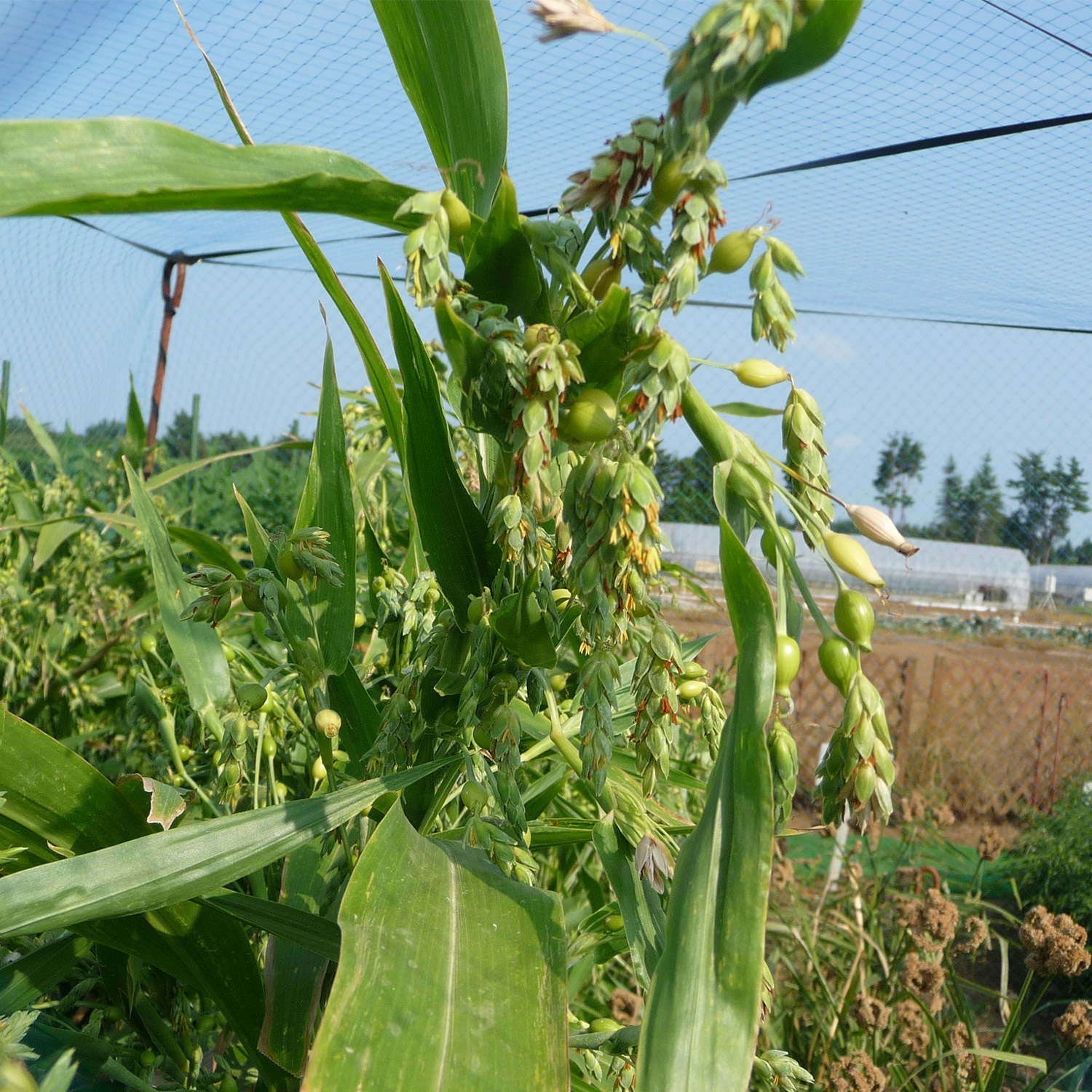 雑穀クッキングクラブはと麦 120g×8袋