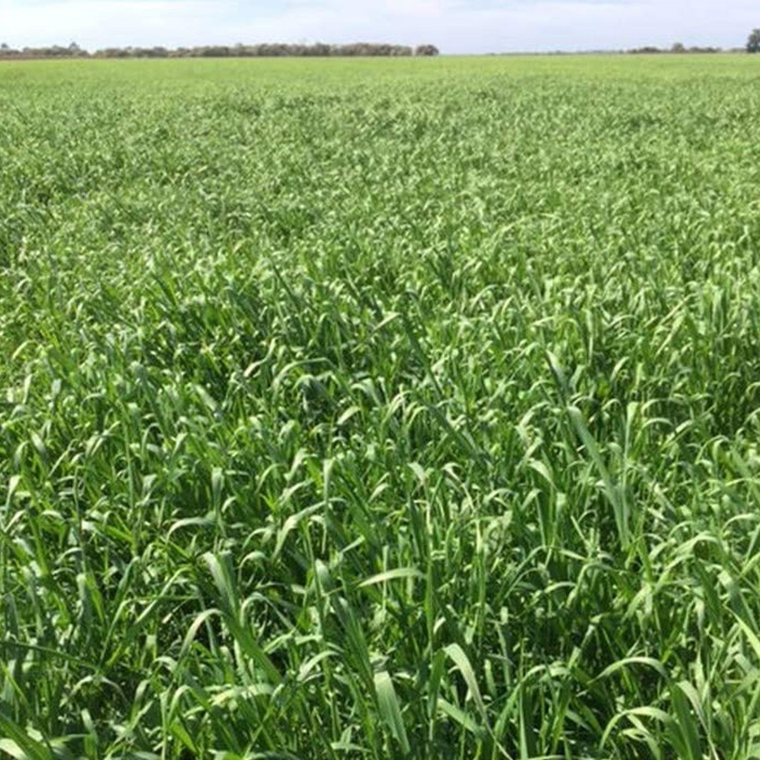 スーパーフード バーリーマックス 180g