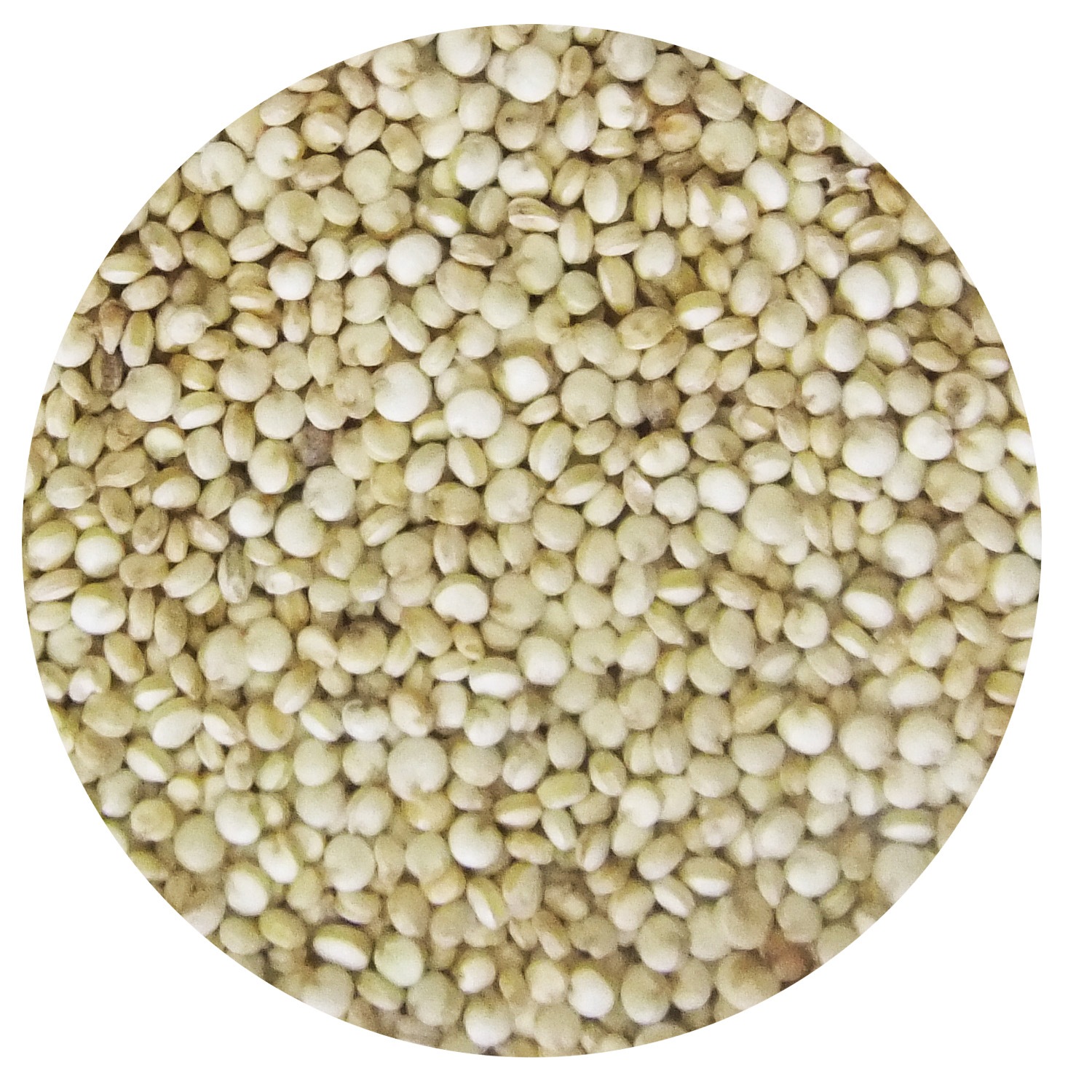 キヌア 300g×8袋