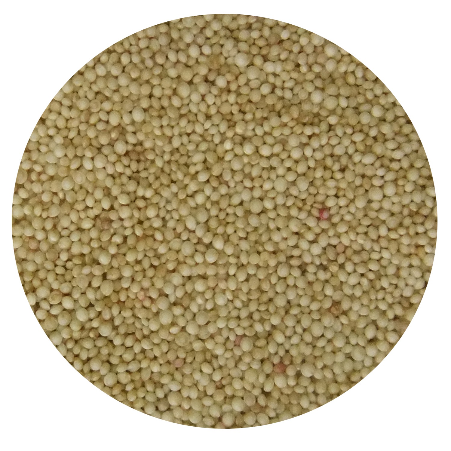 アマランサス 300g×8袋