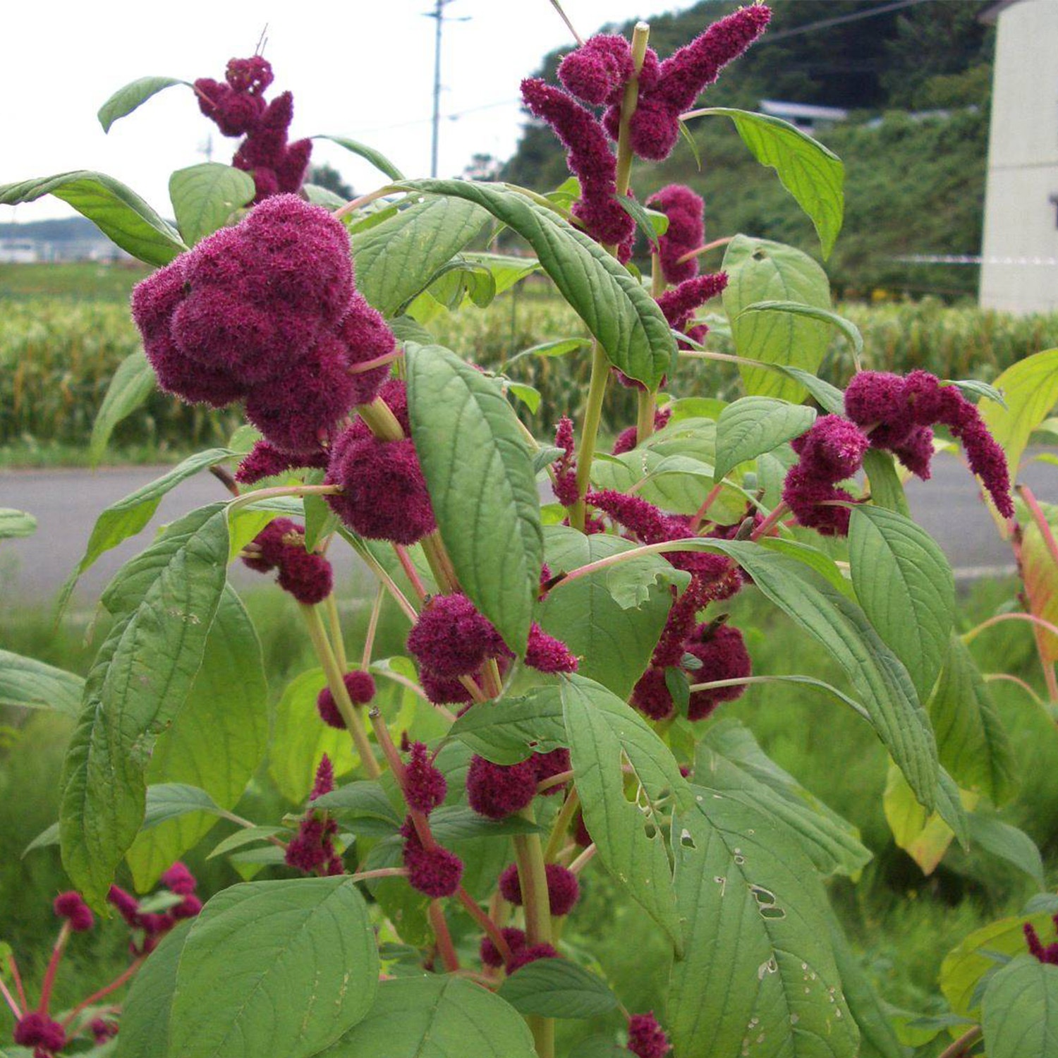 アマランサス 300g×8袋