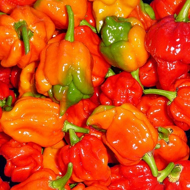 ڥ֥ۥ꡼ѡϡ٥ ꥽ եС 120g3ġ3ѥå 饤ʡ꡼ѡ50%ͭ Ķɥ