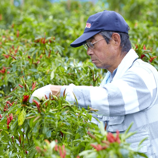 ڹ񻺡۶彣 ɻҥۡ10g