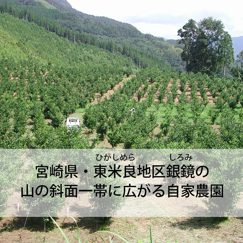  ֤椺礦Τ20g20ĥåȡù񻺡ʵܺ긩