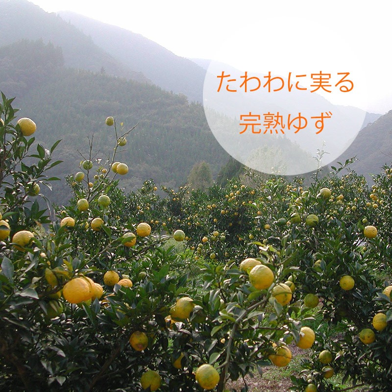 �֤椺�����礦���������Τ��40g��20�ĥ��åȡù񻺡ʵܺ긩����