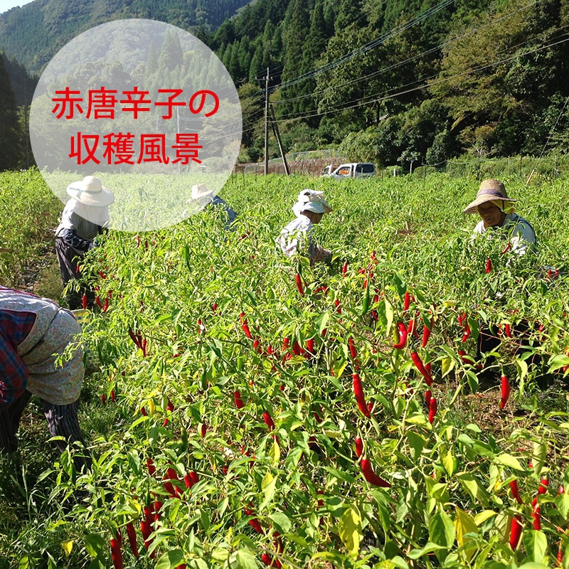 �֤椺�����礦���������Τ��40g��20�ĥ��åȡù񻺡ʵܺ긩����