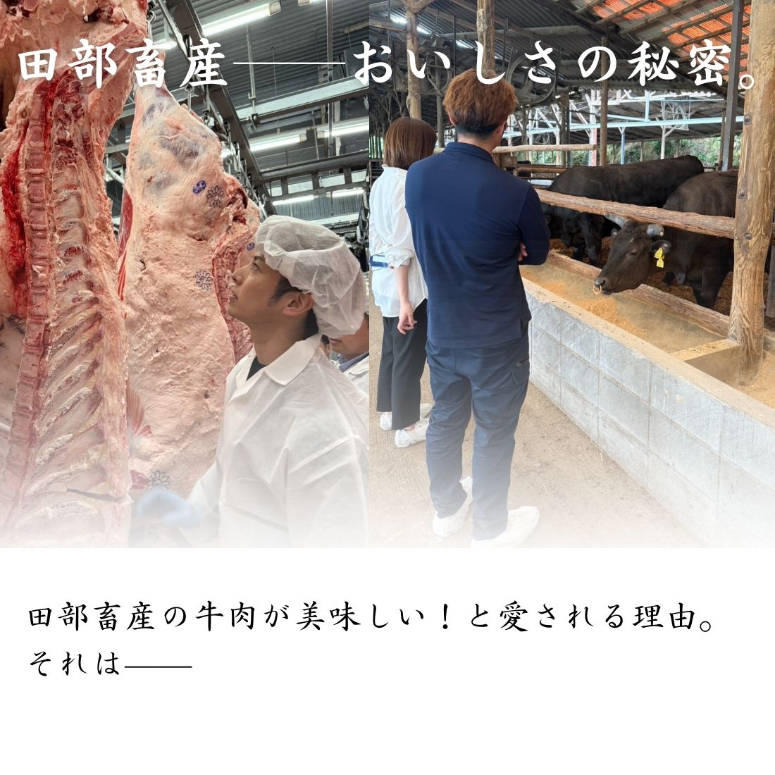 送料無料！Tボーンステーキ 400gから500g｜サーロイン＆ヒレを同時に味わう豪快カット（Tボーン）