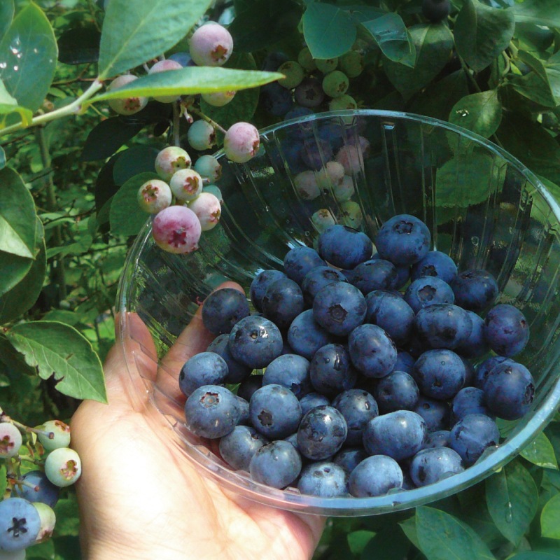 ブルーベリーソース