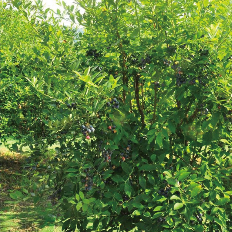 ブルーベリーソース