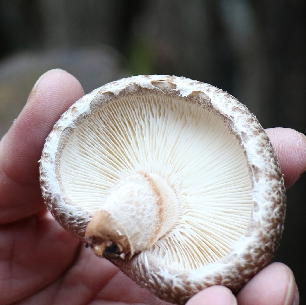 ★お取り寄せ★まあちゃんの原木ほしいたけ(130g)(贈答用)