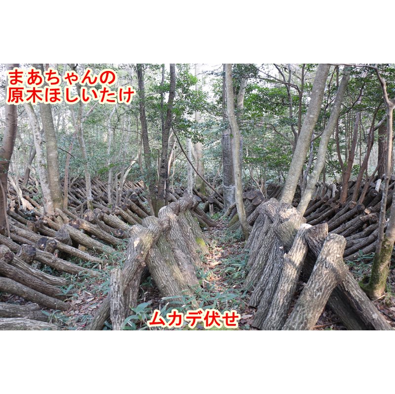 ★お取り寄せ★ほしいたけ 丸(100g)