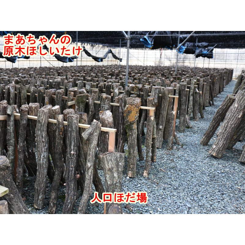 ★お取り寄せ★ほしいたけ丸ミニ（50ｇ）