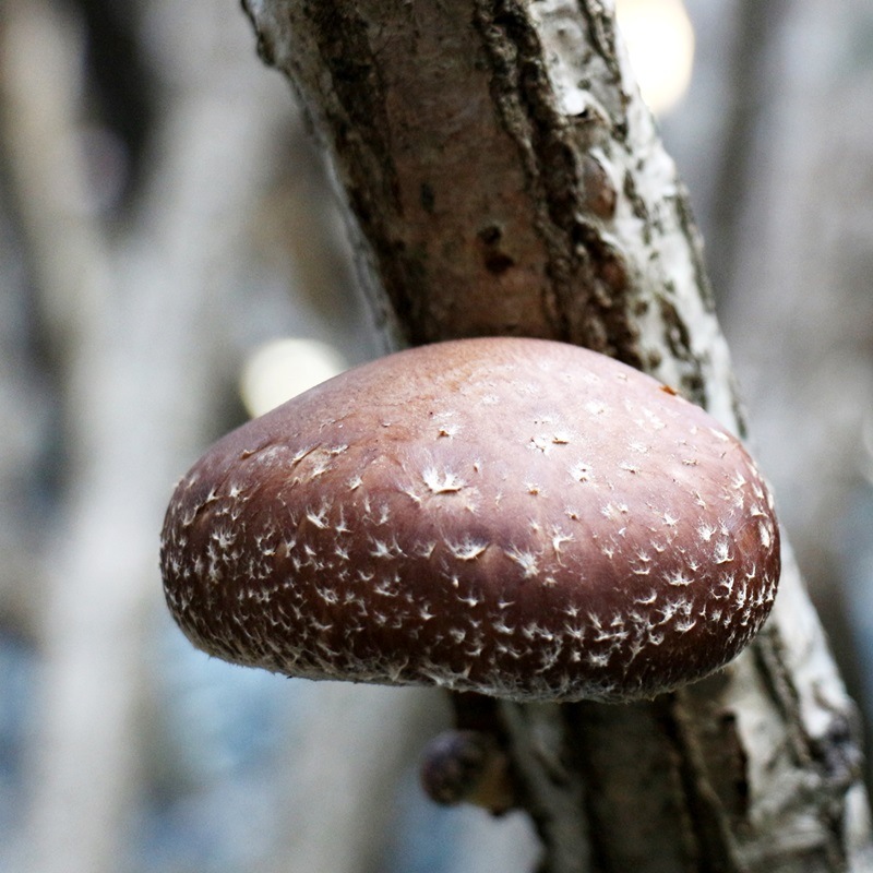 ★お取り寄せ★ほしいたけ丸ミニ（50ｇ）