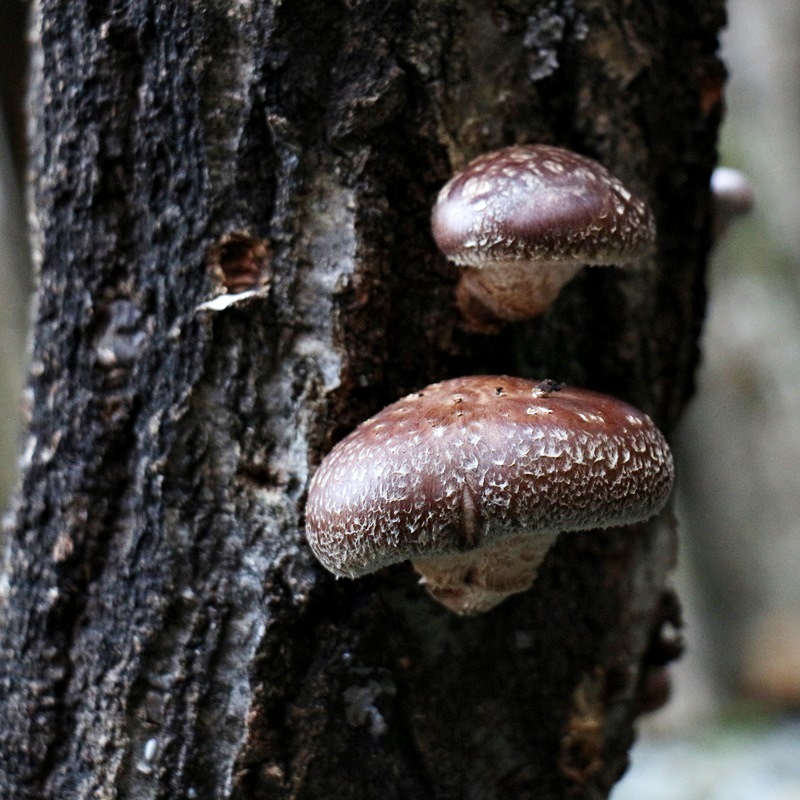 ★お取り寄せ★ほしいたけ丸ミニ（50ｇ）