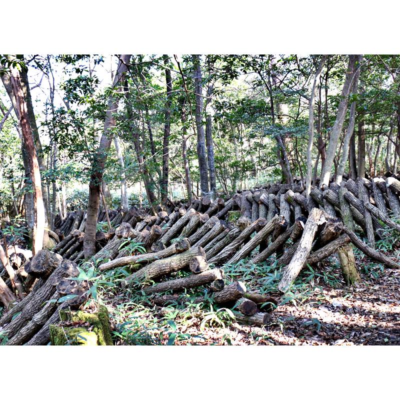 ★お取り寄せ★ほしいたけ丸ミニ（50ｇ）