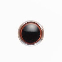 �֥饦��(��å��㡼�դ�)