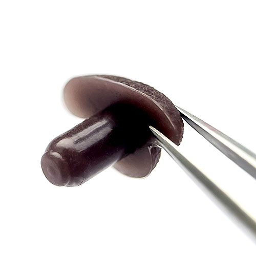 ǭɡ�ʥ������֥饦���