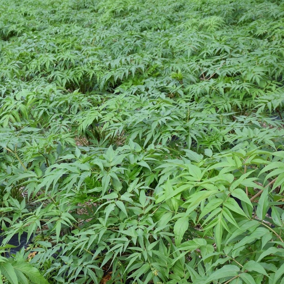 当帰茶　2g×5包 [愛媛当帰普及会]