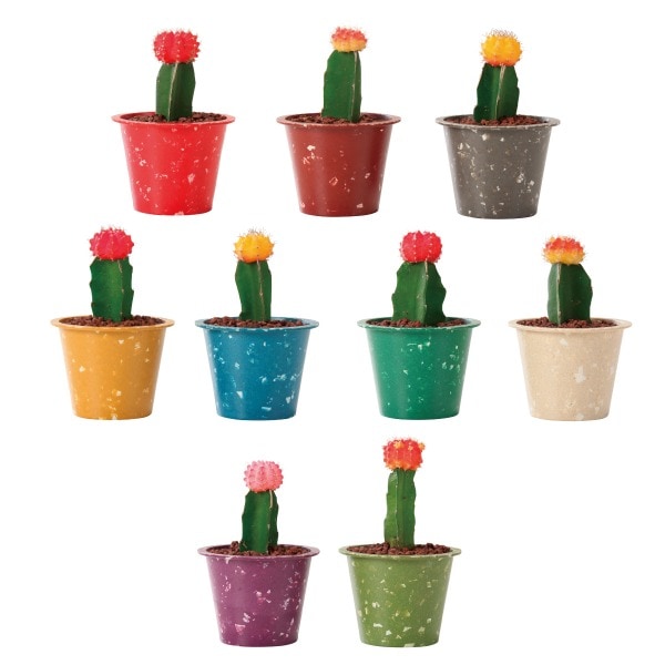 カラーヘッドサボテン エコチップマーブルポット9C（ロット:18