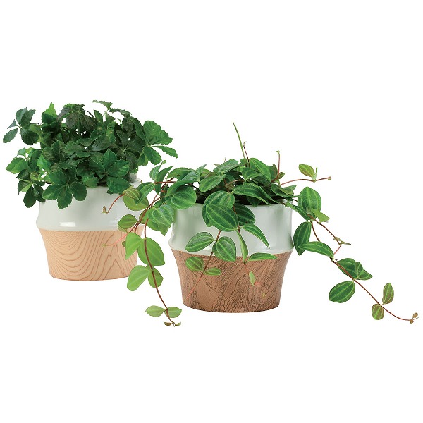 アクアテラポット セラミックウッド ロット 12 植物 アクアテラポット 底面給水 Do Earth Green