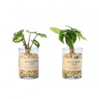 �ϥ��ɥ����꡼�� ���饹��������S(���å�:12)