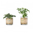 �ϥ��ɥ����꡼�� ���饹��������M(���å�:12)