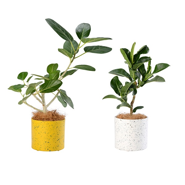 エコポット観葉 5寸アソート(ロット:6) | 植物 | | Do! earth & green