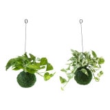 �ݥȥ��ߥå��� �����̡ʥ��åȡ�8��