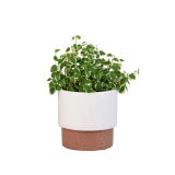 �ȥ��ݥå� 10.5 ���⡼���ԥ�(���å�:6)