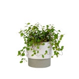 �ȥ��ݥå� 10.5 ���졼�ʥ��åȡ�6��