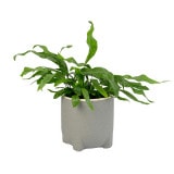 ���ȡ���ݥå�9.5 ���㥳����ʥ��åȡ�6��