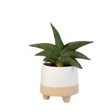 �饤���ݥå�12 �ۥ磻�ȡʥ��åȡ�6��