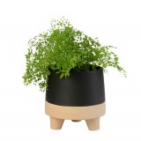 �饤���ݥå�14.5 �֥�å��ʥ��åȡ�6��