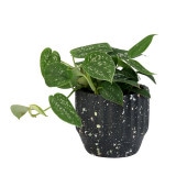 ������ݥå�13 ���㥳����ʥ��åȡ�6��