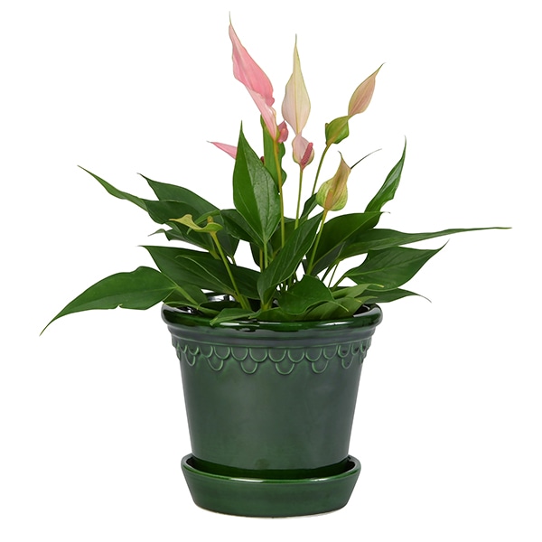 BP ���ڥ�ϡ�����16 ���꡼��GL (���å�:6)